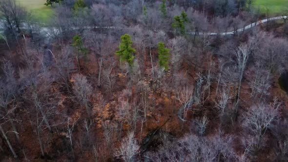 Aerial top down shot of leafless autumn forest.