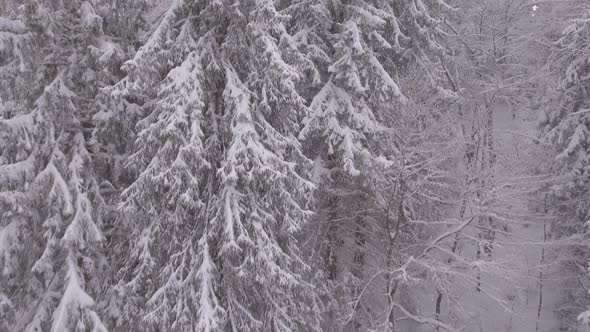 Snowy Mountain Wood and Trees