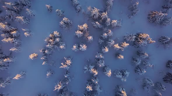 Bird View of Frozen Winter Forest with Snowy Trees and Last Light of Sun in Cold Evening Nature
