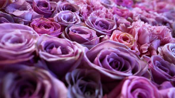 Natural Roses Background