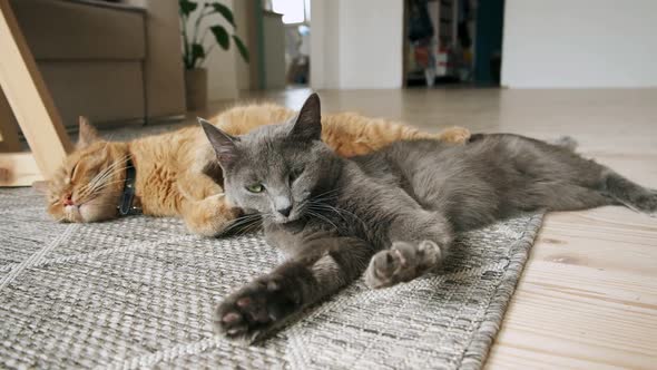 Two Ginger and Gray Domestic Cats Yawn and Sleeping and Wake Up Lying on Carpet on Floor at Home