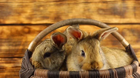 Two Cute Fluffy Affectionate Brown Bunnies Sit in a Wicker Basket and Wiggle Their Ears