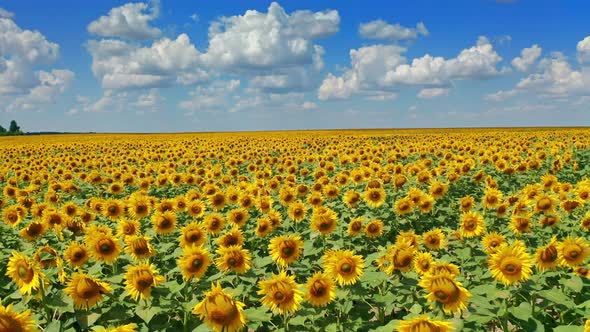 Drone Flying Over a Sunflower Field Moving Across a Field of Sunflowers