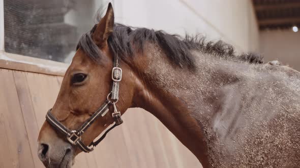 Horse Looking Into Camera Then Away In Paddock