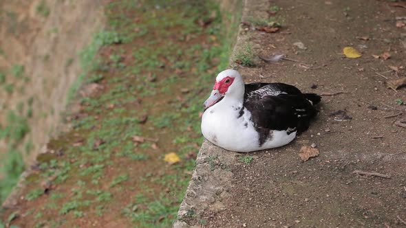 Beautiful Exotic Duck