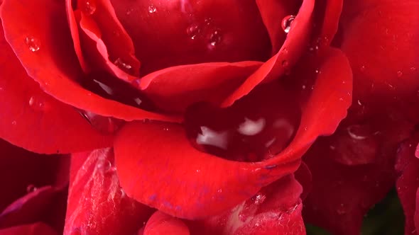 Falling drops of water on the buds of red roses.