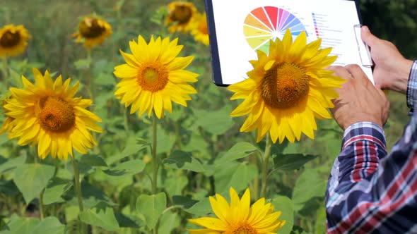 A young farmer working in a sunflower field looks at a profit growth chart in agribusiness.