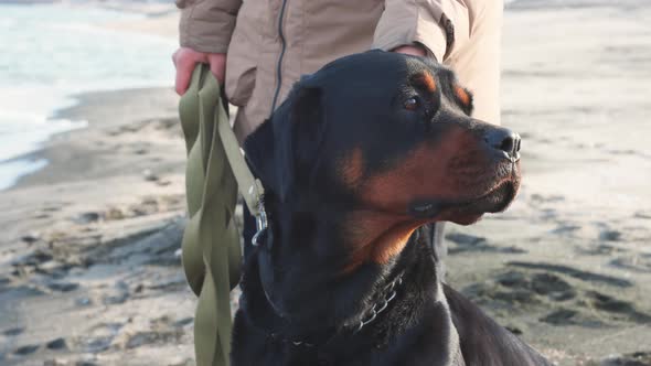 An Unknown Girl in a Jacket Stands on the Beach Near the Sea and Scratches a Rottweiler Dog Behind