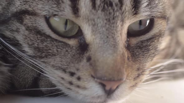 Alert young striped tabby cat portrait macro shot of face