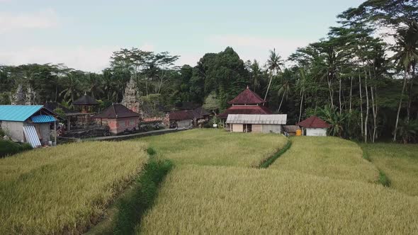 Aerial view of rice terraces and flying over houses in the jungle. Famous attraction of Ubud. Rice