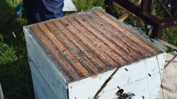 Preparation of a Bee Hive for Honey Extraction