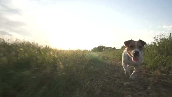 Jack Russell Terrier Dog Runs Across The Field With Green Grass At Sunset