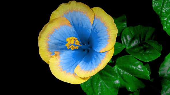 Yellow Blue Hibiscus Open Its Flower in Time Lapse. Blooming Two Colored Plant Blossoms