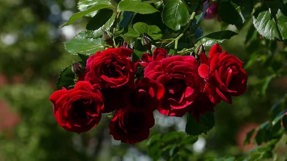 Scarlet Roses In Summer Garden