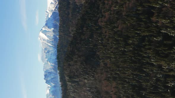 Aerial pull out over evergreen forest, Bucegi Mountains in distance. Vertical video