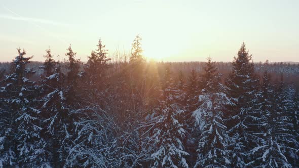 Aerial Sunny Day in Winter Forest Snow Covered Trees in Golden Hour Sun Light