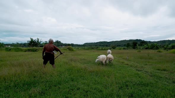 an old shepherd man is herding sheep in the meadow