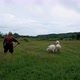 an old shepherd man is herding sheep in the meadow - VideoHive Item for Sale