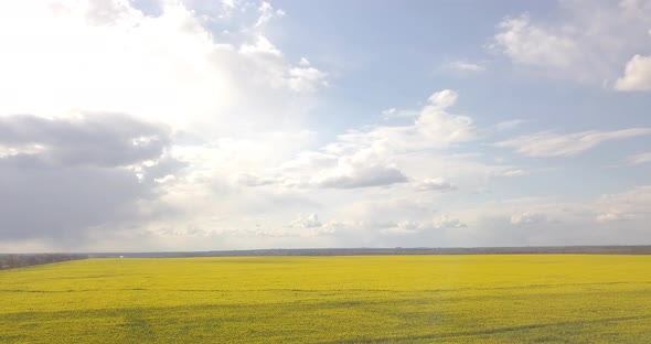 Aerial Survey Of Yellow Rapeseed Field At High Altitude During The Day, 4k