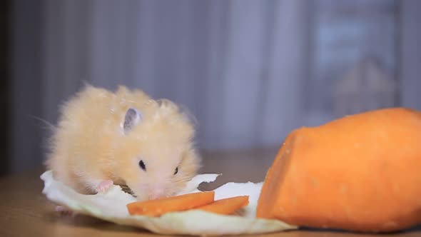 Hamster Eats Carrots