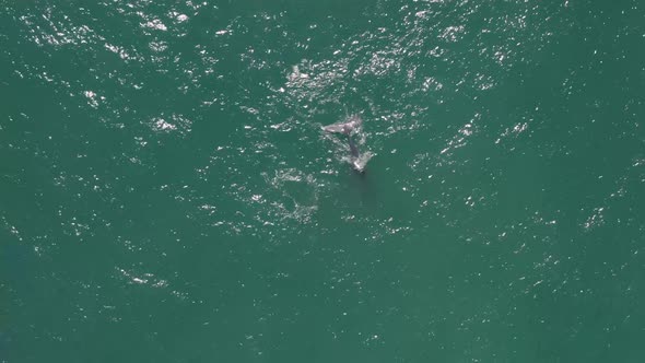 Aerial view of humpback whales.