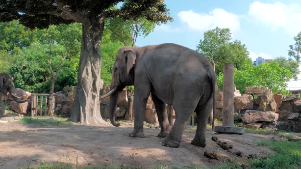 Happy Young Indian Elephant Dancing at Zoo on Sunny Day