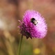 Bee Pollinates Pink Flower - VideoHive Item for Sale