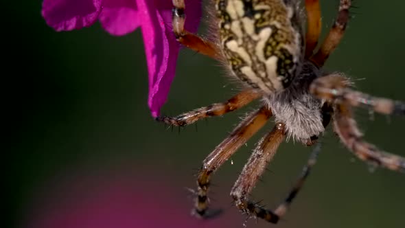 A Beautiful Tarantula with a Colored Back