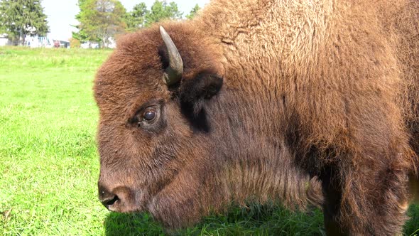 buffalo looks at camera 4k