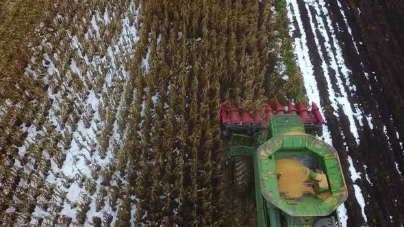 Harvesting corn with a combine harvester on agriculture