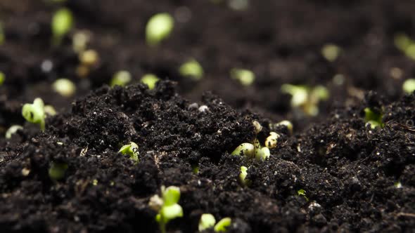Plant Growing in Timelapse Sprouts Germination Green Seeds Time Lapse Spring and Summer Agriculture