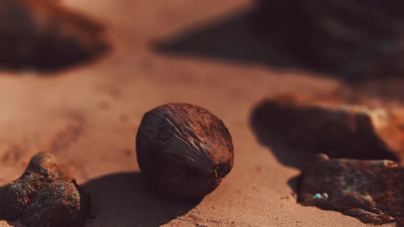 Coconut on Sand Beach at Sunset