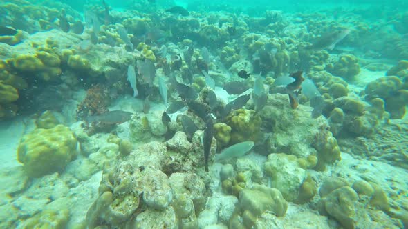 Lot of Parrotfish in the Andaman Sea Thailand