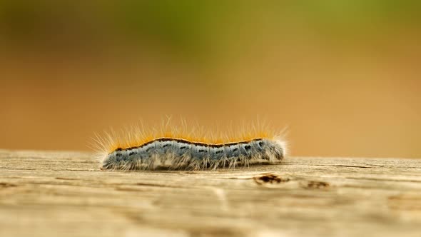 Extreme macro close up and extreme slow motion of a Western Tent Caterpillar moth walking on a wood