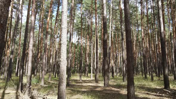 Landscape Inside the Forest with Pine Trees