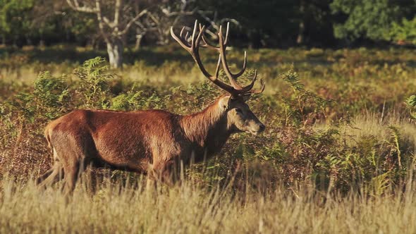 Slow motion of Male Red Deer Stag (cervus elaphus) during deer rut, British wildlife in Richmond Par