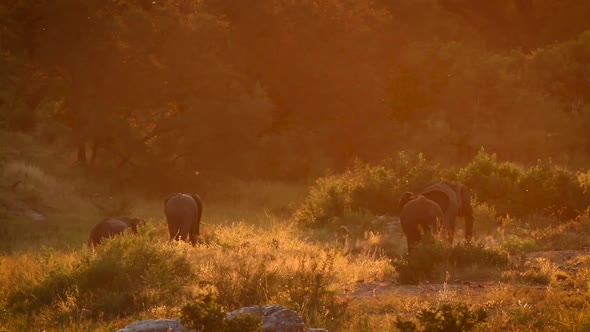 African bush elephant in Kruger National park, South Africa