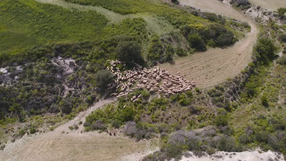 Drone Aerial  Sheep Field Farm Flock Goats Grazing Meadow Rural