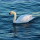 White Swan Floating Smoothly along the Water Surface - VideoHive Item for Sale