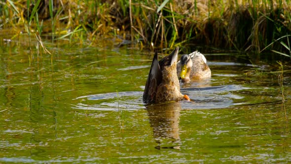 Mallard Duck Diving