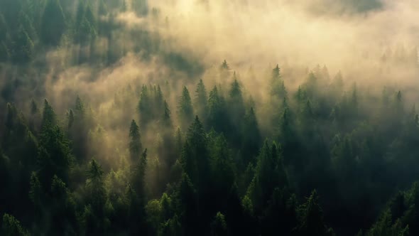 Fog Mist Pine Tree Forest Nature Magic Mountains