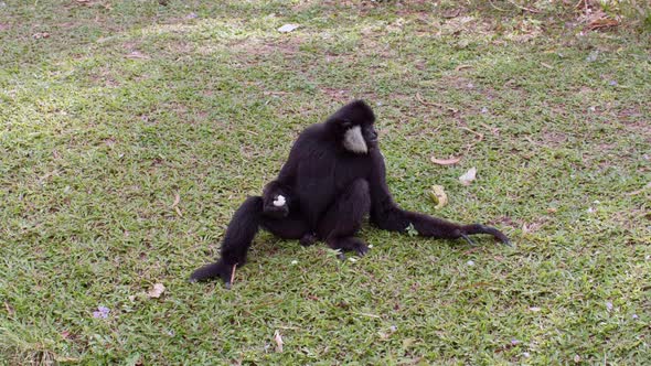 Black Monkey Sitting on Green Grass and Eat Banana in Tropical Rainforest