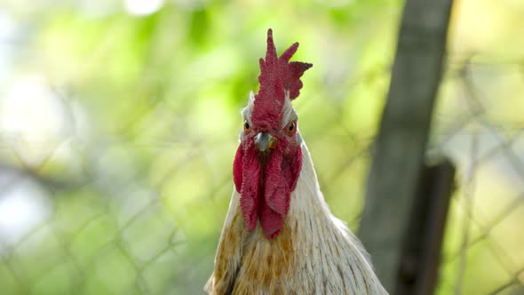 Closeup Portrait of a Rooster