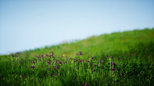 Field of Green Fresh Grass Under Blue Sky