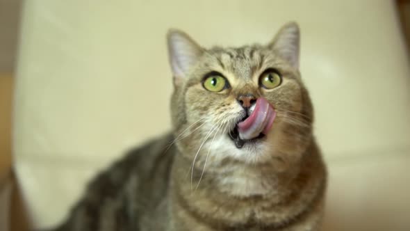 A Cat of British Breed Licks Its Face with Its Tongue. Slow Motion