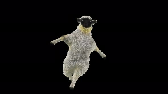 08 Sheep Dancing 4K