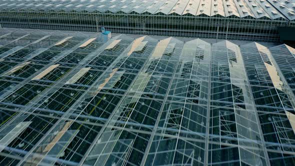 Establishing Shot of Venlo or Dutch Greenhouse Plant