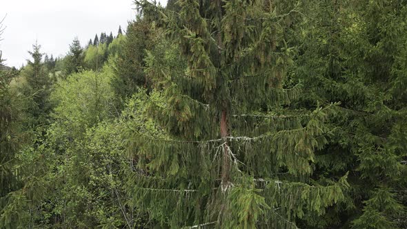 Spruce in the Forest. Carpathian Mountains. Slow Motion. Ukraine. Aerial