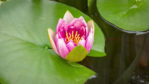 Time Lapse of Water Lily