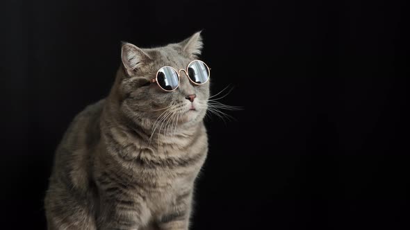 The cat in black sun glasses, breed Scottish straight